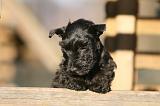 SCOTTISH TERRIER 163